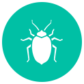 Bed Bugs